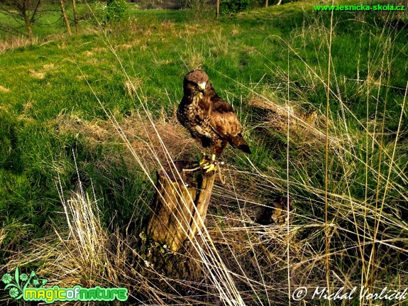 Káně lesní - Buteo buteo - Foto Michal Vorlíček (2)