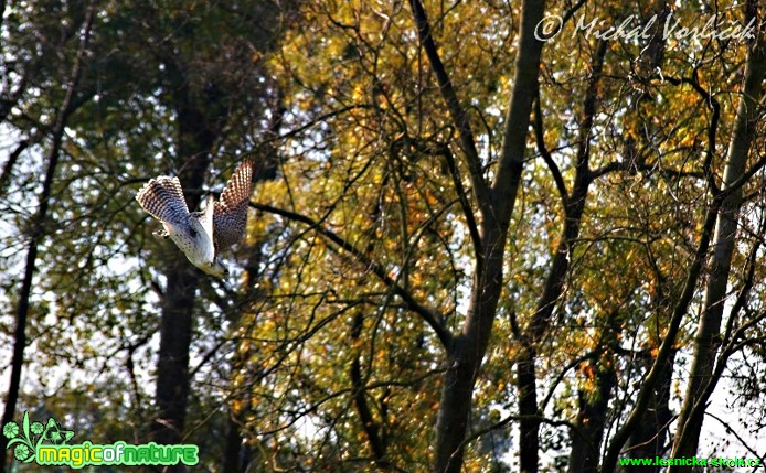 Raroh lovecký - Falco rusticolus - Foto Michal Vorlíček (1)