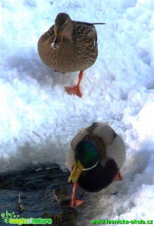 Kachna divoká - Anas platyrhynchos - Foto Andrea Horová