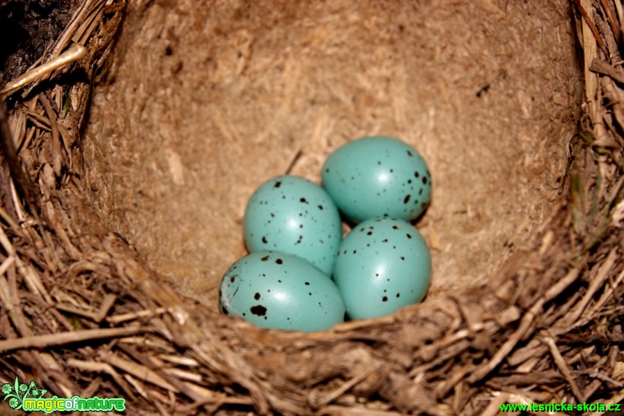 Drozd zpěvný - Turdus philomelos - Foto Gerd Ritschel