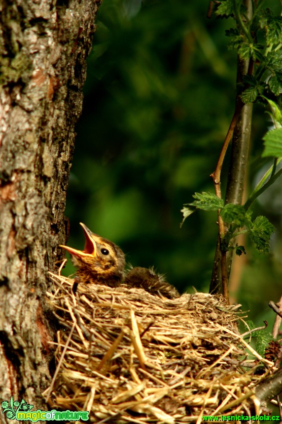 Drozd zpěvný - Turdus philomelos - Foto Gerd Ritschel (7)