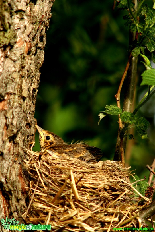 Drozd zpěvný - Turdus philomelos - Foto Gerd Ritschel (10)