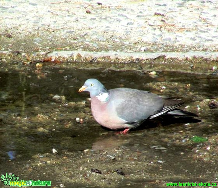 Holub hřivnáč - Columba palumbus - Foto Rasťo Salčík