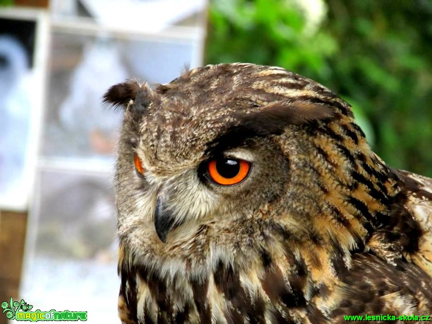 Výr velký - Bubo bubo - Foto Rasťo Salčík