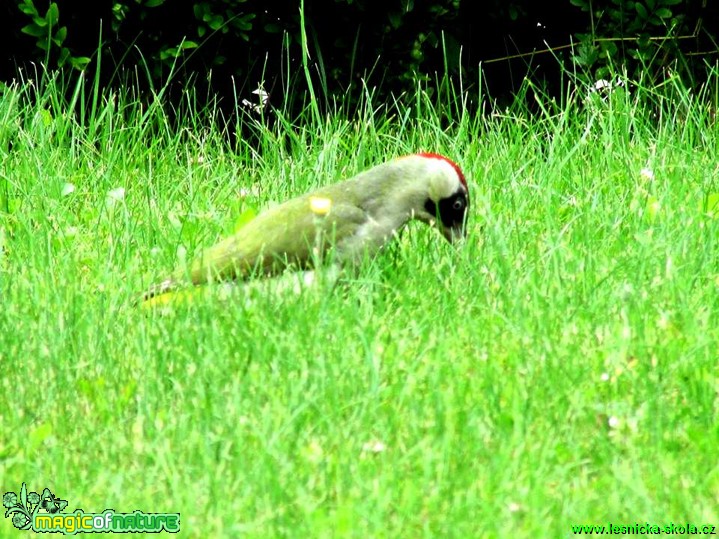 Žluna zelená -  Picus viridis - Foto Rasťo Salčík (1)