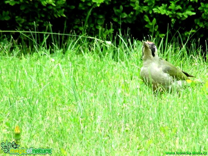 Žluna zelená -  Picus viridis - Foto Rasťo Salčík