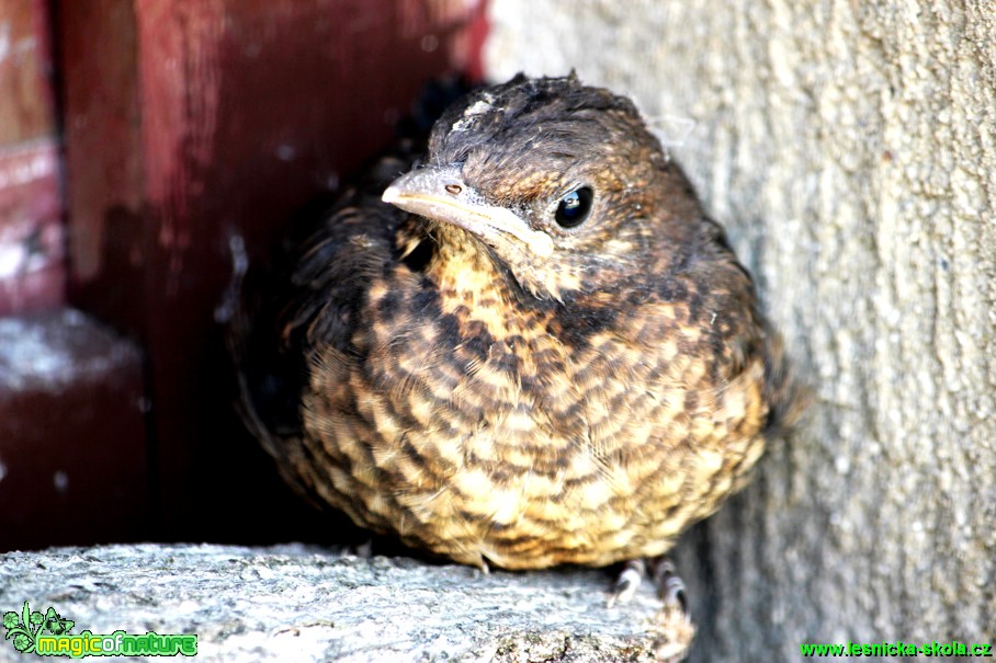 Kos černý (mladé ptáče) - Turdus merula - Foto Gerd Ritschel