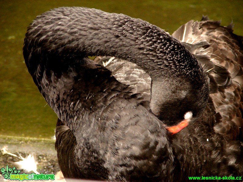 Labuť černá - Cygnus atratus - Foto Martina Šmejkalová