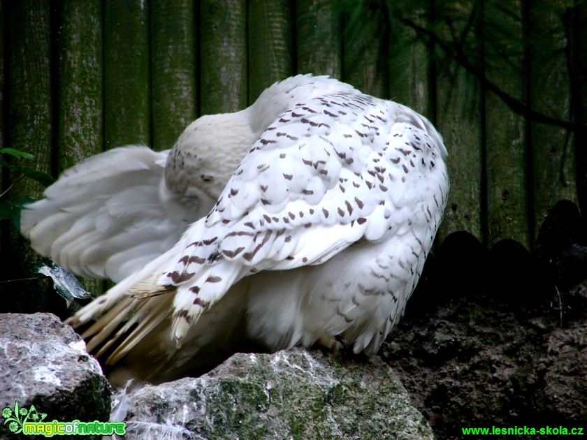 Sovice sněžní -  Bubo scandiacus - Foto Martina Šmejkalová