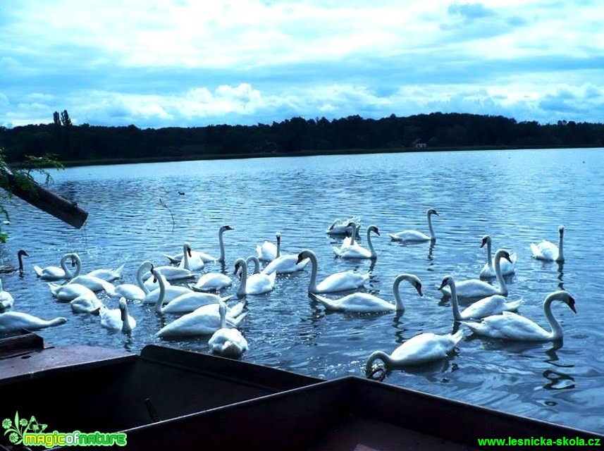 Labuť velká - Cygnus olor - Foto Radka Mizerová