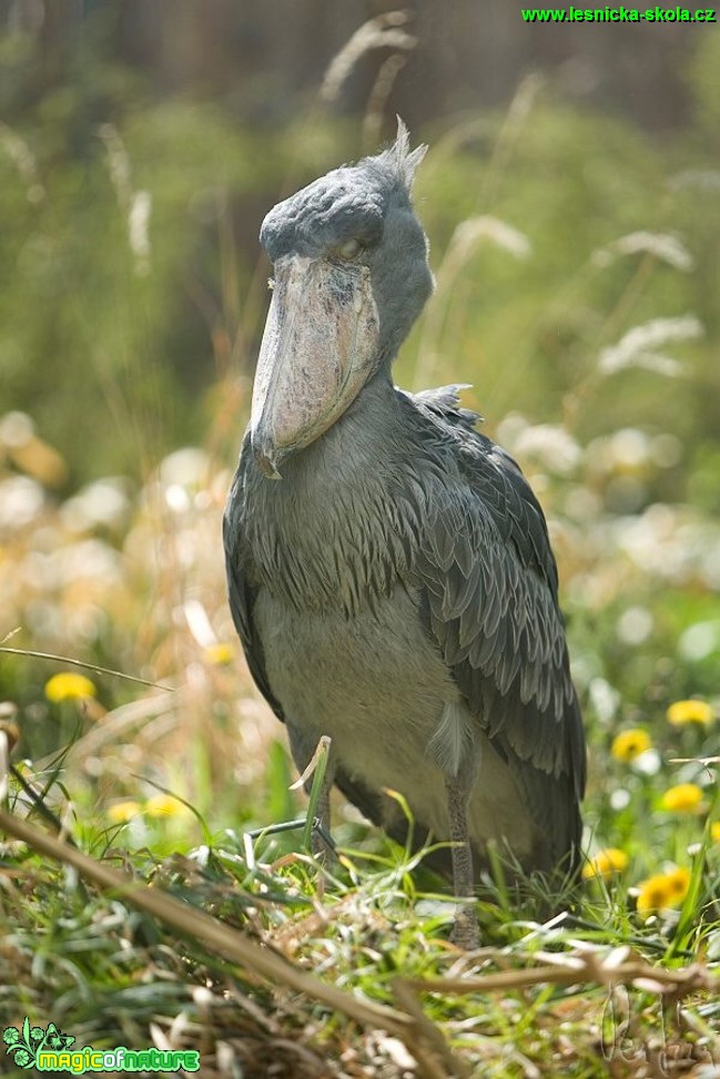 Člunozobec africký - Balaeniceps rex - Foto Jiří Křivánek (4)