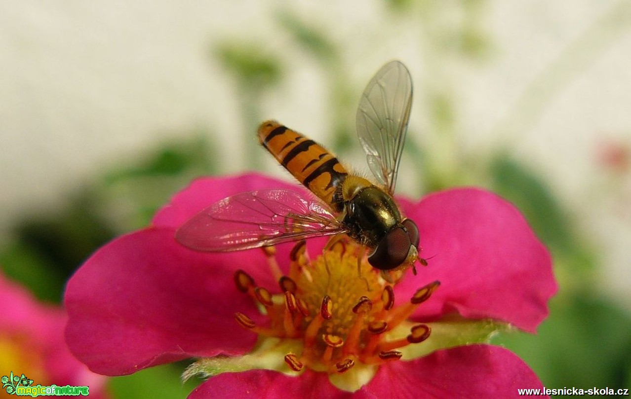 Pestřenka pruhovaná - Episyrphus balteatus - Foto Pavel Stančík