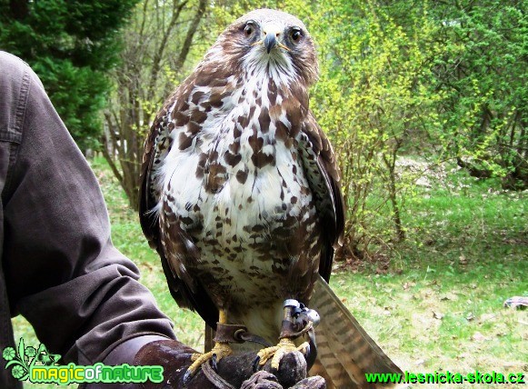 káně lesní - Buteo buteo - Foto David Hlinka