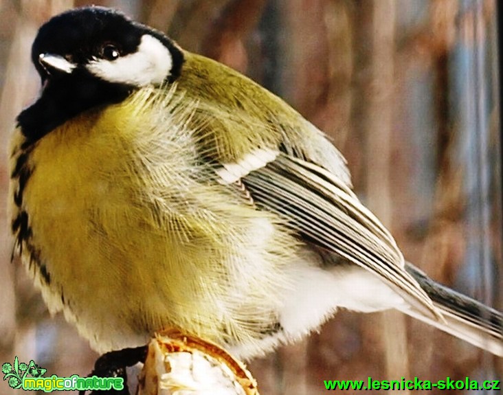 Sýkora koňadra - Parus major - Foto David Hlinka