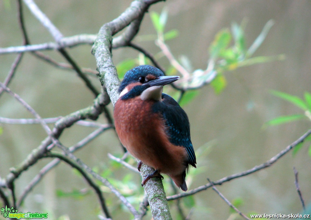 Ledňáček říční - Alcedo atthis - Foto Miloslav Míšek (1)