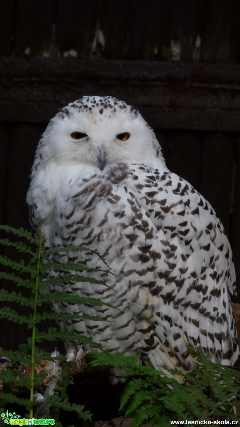 Sovice sněžná - Bubo scandiacus - Foto Vojtěch Mejsnar