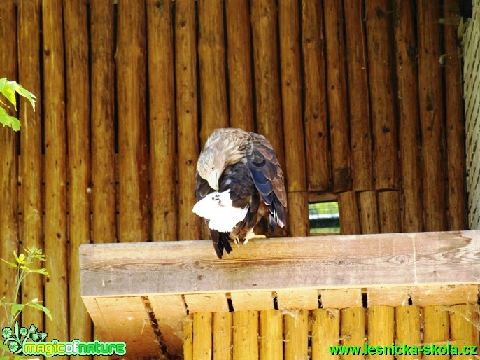 Orel mořský - Haliaeetus albicilla - Foto David Hlinka (2)