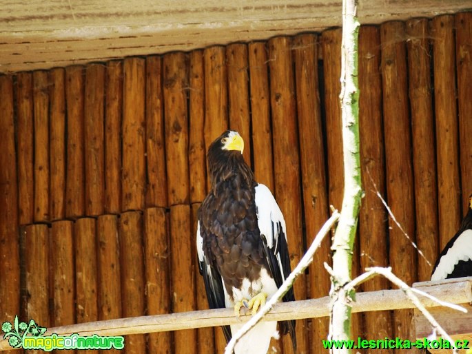 Orel východní - Haliaeetus pelagicus - Foto David Hlinka (2)