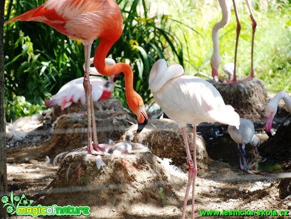 Plameňák kubánský a růžový - Phoenicopterus ruber a roseus - Foto David Hlinka (5)