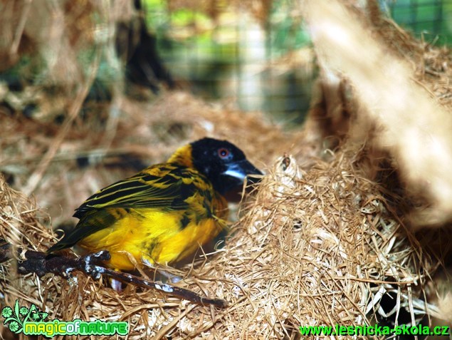 Snovač zahradní - Ploceus cucullatus nigriceps - Foto David Hlinka (3)