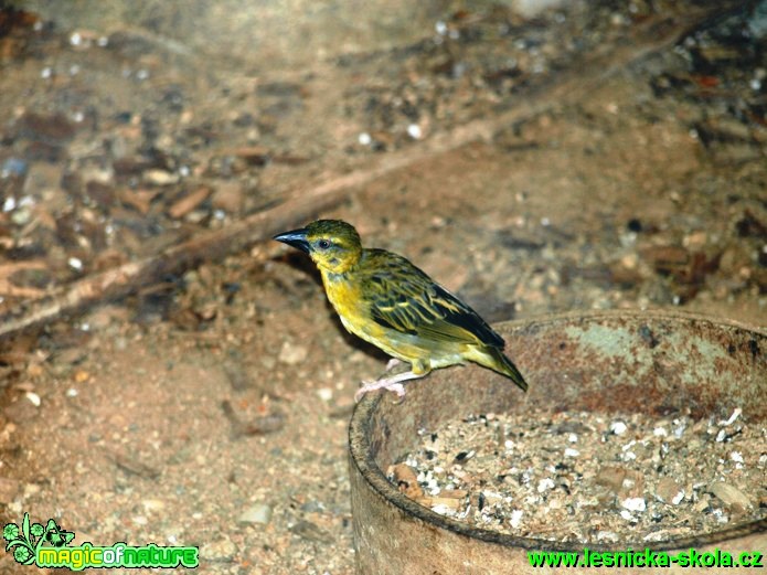 Snovač zahradní - Ploceus cucullatus nigriceps - Foto David Hlinka (4)